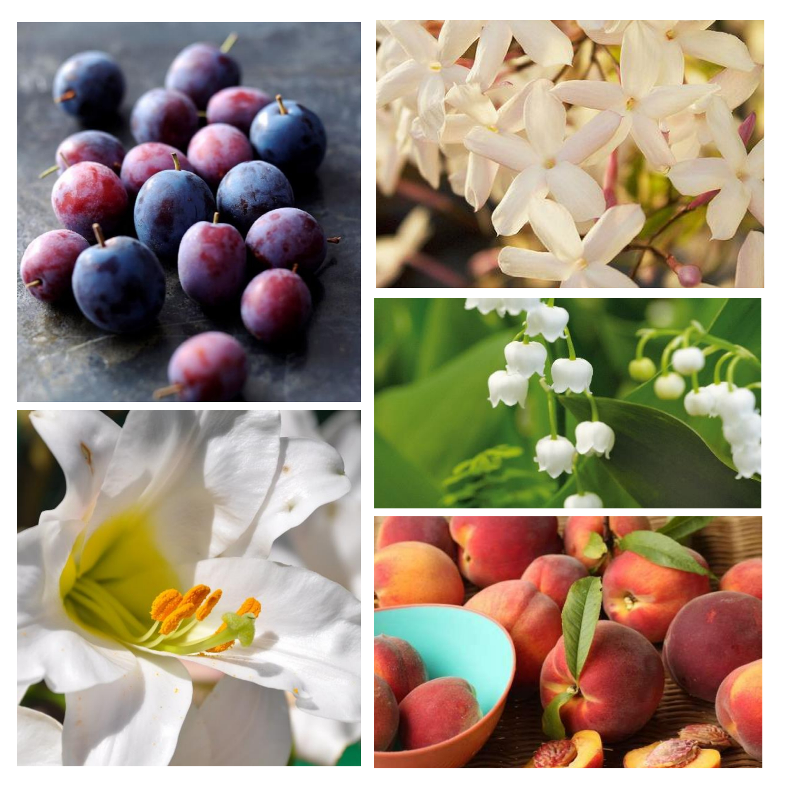 F2%20Florale%20alternative%20au%20parfum